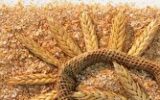 خرید تضمینی گندم به ۸ میلیون و ۲۰۰ هزار تن رسید