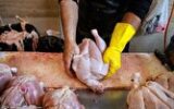 صادرات مرغ ماهانه ۱۸ میلیون دلار ارز آوری دارد