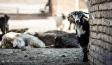 واردات دام سبک از ارمنستان بررسی شد واردات دام سبک از ارمنستان بررسی شد